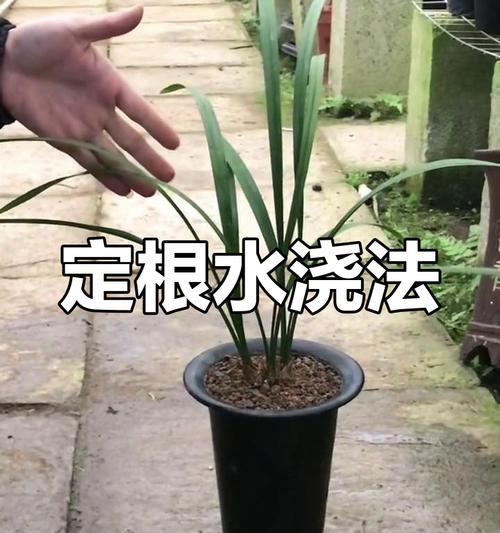 兰花水浇多了怎么处理？有哪些补救措施？