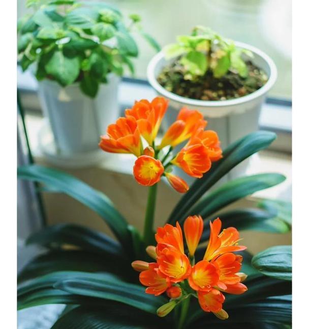 君子兰开花寓意何在？