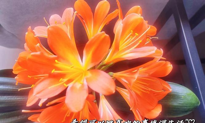 君子兰开花寓意何在？