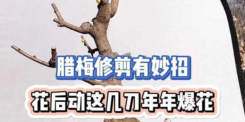 腊梅花什么时候剪枝？剪枝的最佳时间是什么时候？