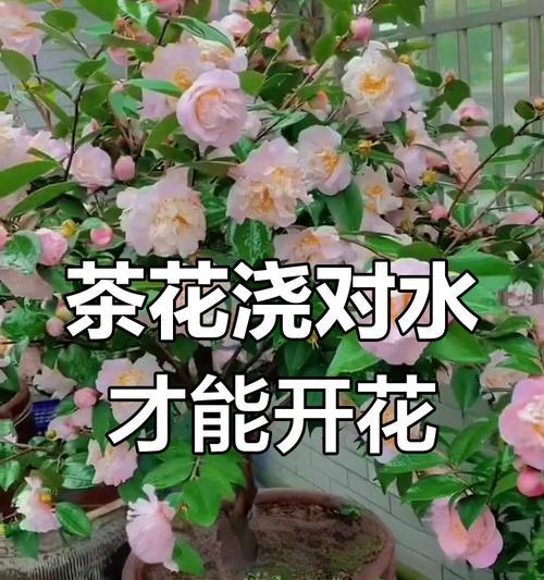 茶花的养护技巧有哪些？
