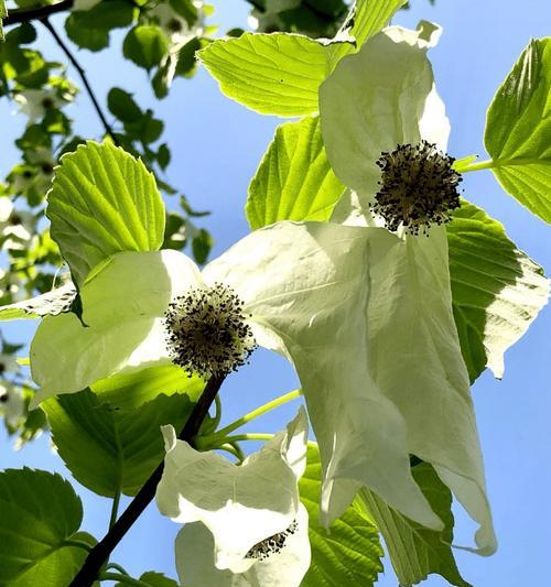珙桐植物的特点是什么？它在园艺中的应用有哪些？