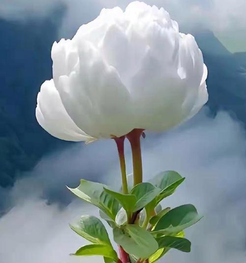 哪种花的花语象征纯洁无瑕？
