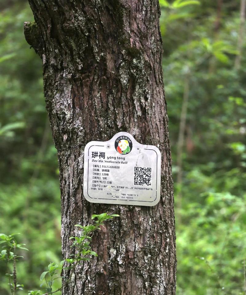 珙桐植物的特点是什么？它在园艺中的应用有哪些？