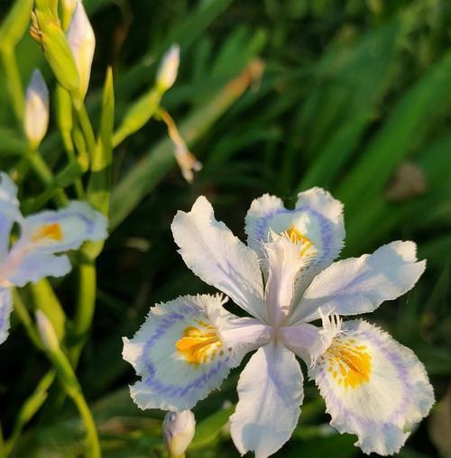 哪种花的花语象征纯洁无瑕？