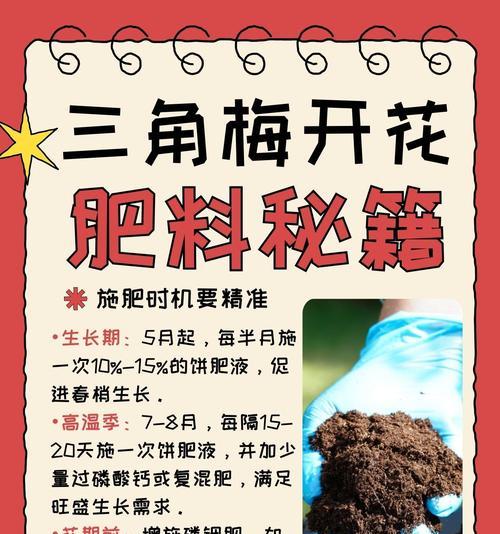 德国三角梅种植需要注意什么？