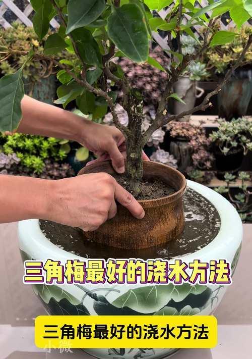 德国三角梅种植需要注意什么？