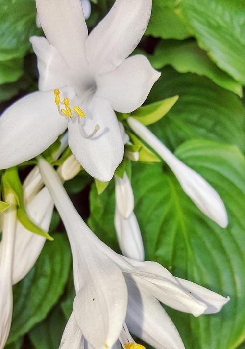 予香的花语是什么？予香花代表了什么？