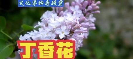 予香的花语是什么？予香花代表了什么？