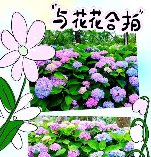 予香的花语是什么？予香花代表了什么？