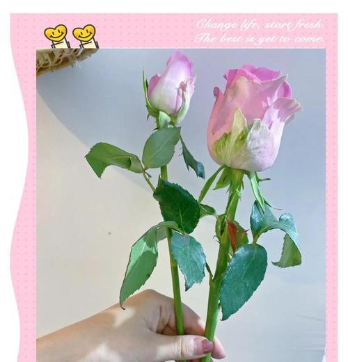 孩子送玫瑰花时应该选择哪种颜色？