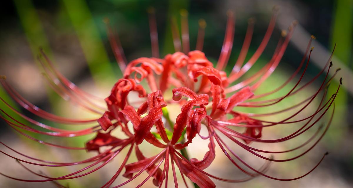 弥沙花的花语有何独特之处？