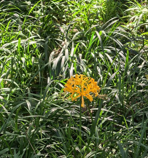 弥沙花的花语有何独特之处？