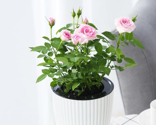 盆栽四季玫瑰花的养护技巧有哪些？如何保持四季开花？