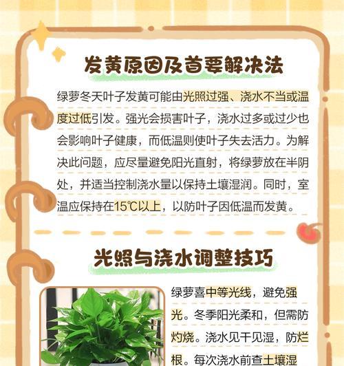 绿萝叶子尖发黄是什么问题？如何有效解决？