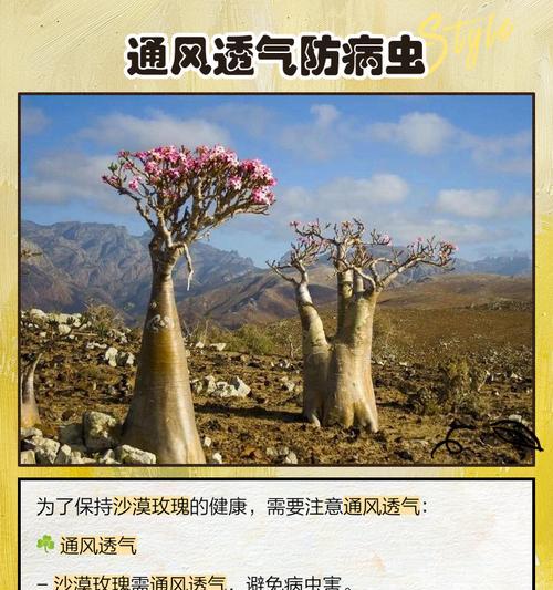 沙漠玫瑰的养护方法和管理技巧是什么？