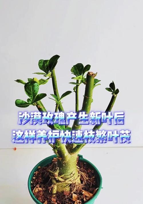 沙漠玫瑰的养护方法和管理技巧是什么？
