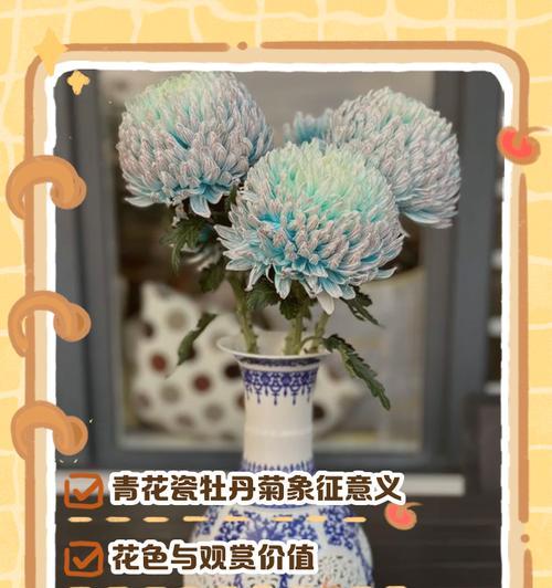 天竺菊的象征意义是什么？