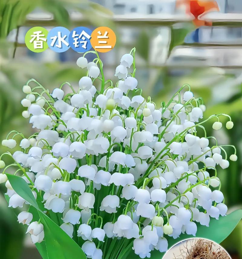 铃兰白花的花语代表了什么？