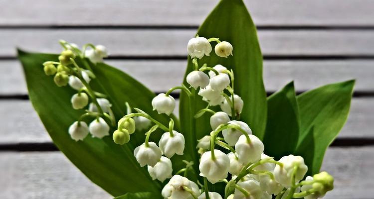 铃兰白花的花语代表了什么？