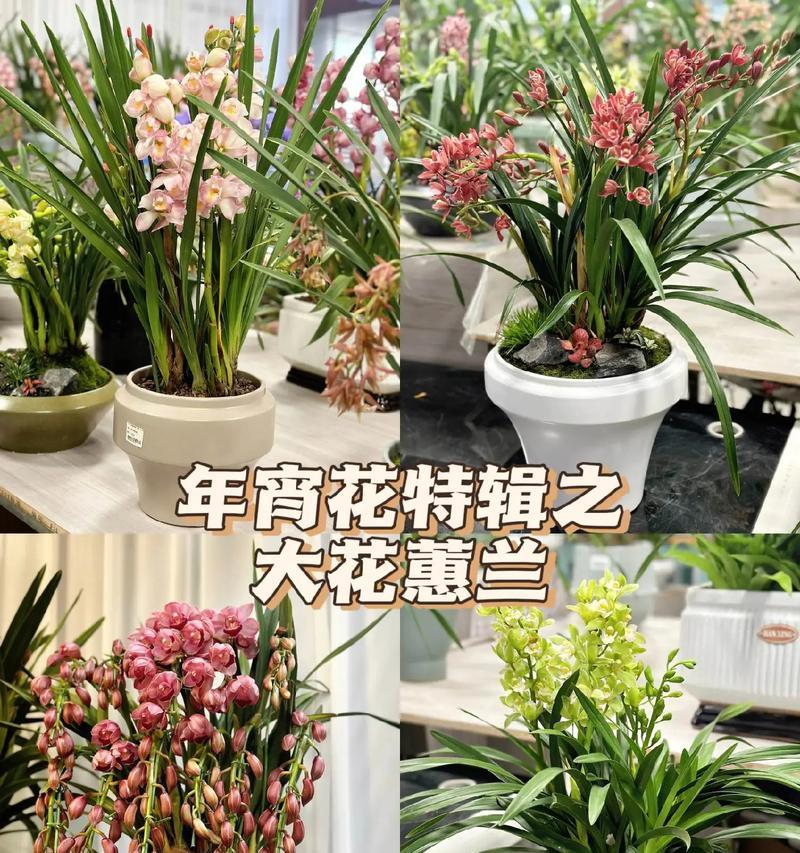 金玉满堂花的益处是什么？金玉满堂花的养殖方法有哪些？