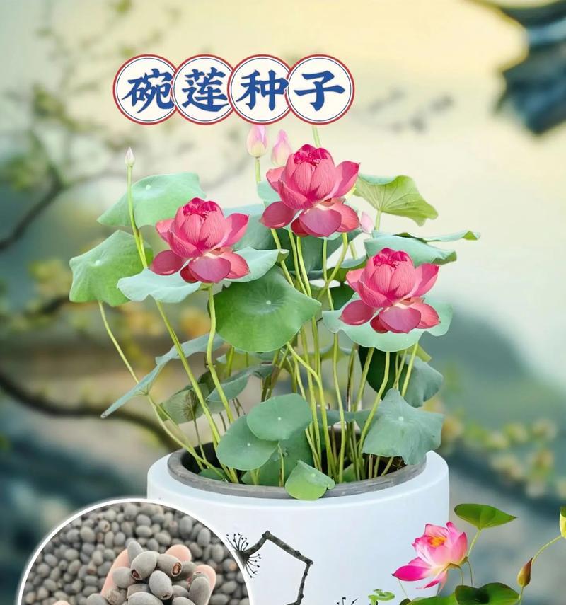 莲花养殖有哪些方法？如何正确养殖莲花？