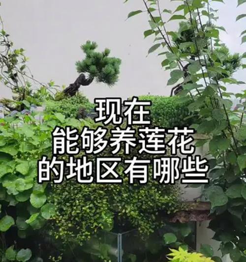 莲花养殖有哪些方法？如何正确养殖莲花？