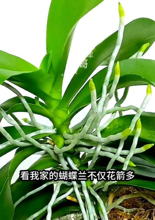 蝴蝶兰催花的方法有哪些？如何促进蝴蝶兰开花？