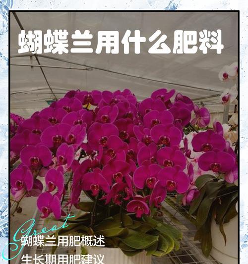 蝴蝶兰催花的方法有哪些？如何促进蝴蝶兰开花？