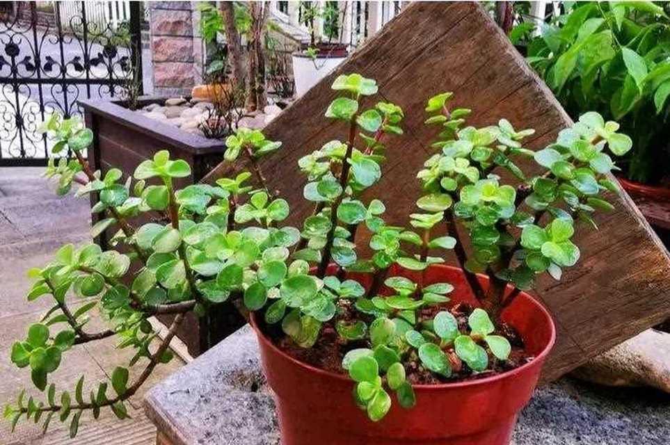 金枝玉叶种植技巧是什么？如何保持其金黄色叶片？
