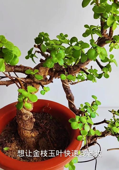 金枝玉叶种植技巧是什么？如何保持其金黄色叶片？