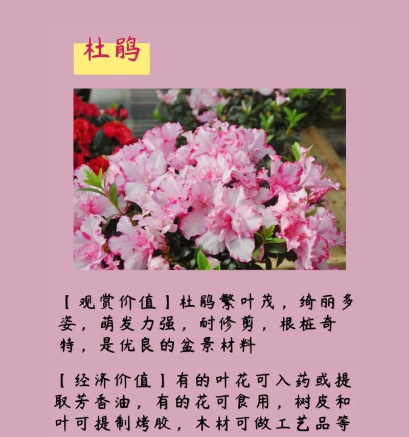 花语通常表达什么？如何正确理解？