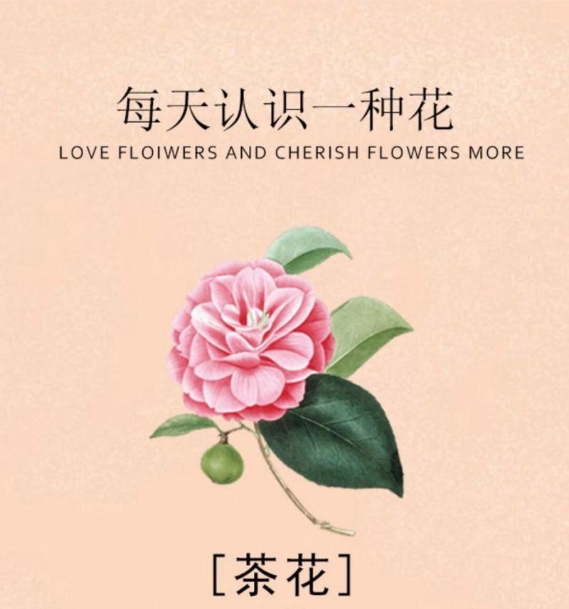 花语通常表达什么？如何正确理解？