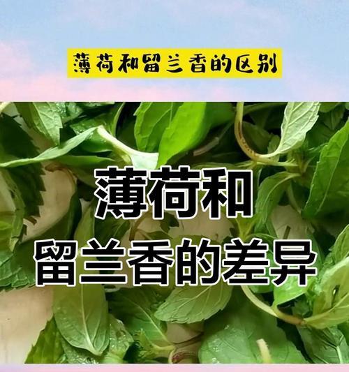薄荷和鱼香菜的区别在哪里？如何正确区分它们？