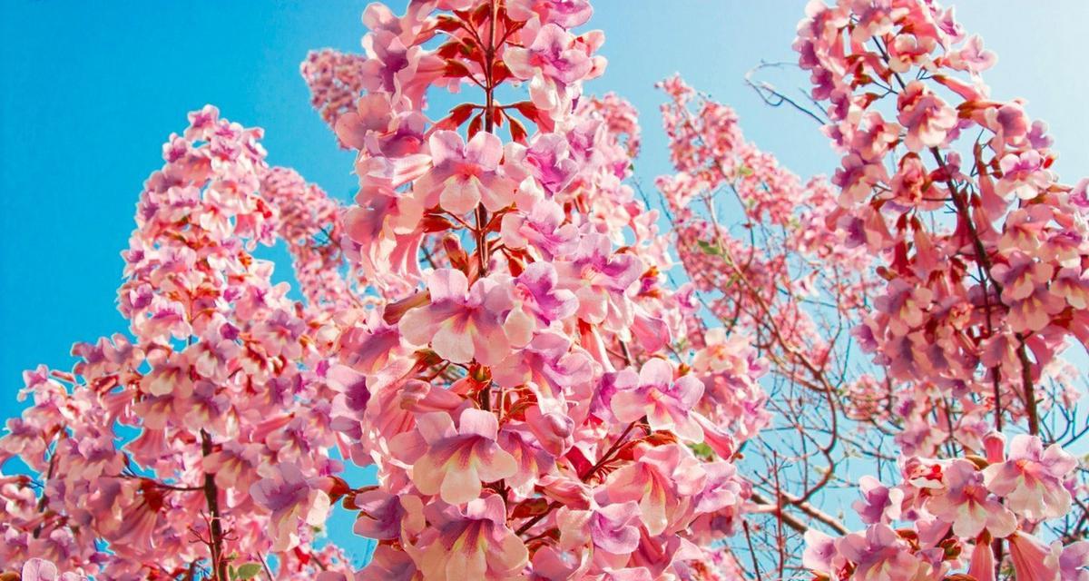 中国梧桐的花语象征着什么？
