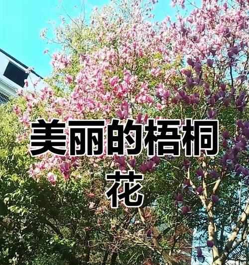 中国梧桐的花语象征着什么？