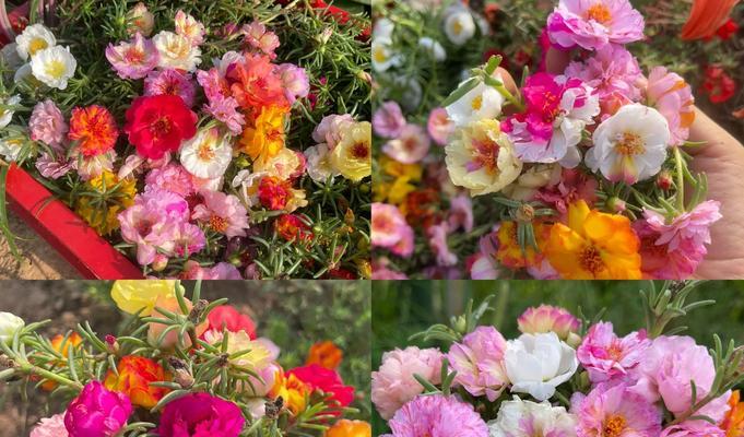 花种怎么种植？播种时应注意哪些要点？
