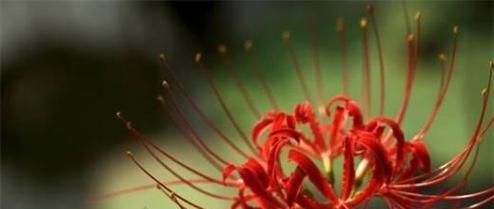 哪种花代表思念？它的花语是什么？