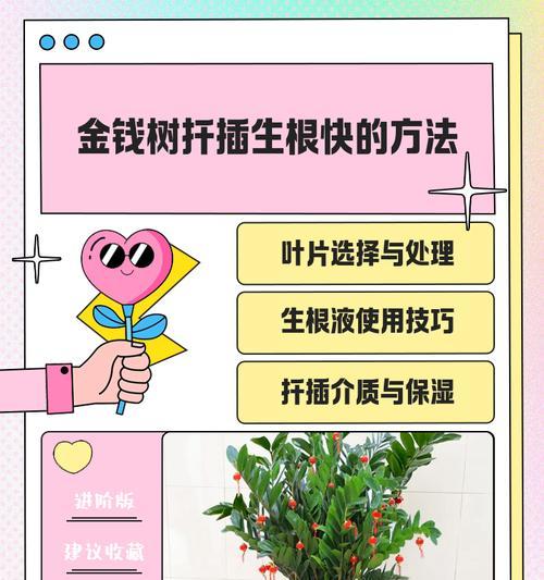 金钱树名字的由来是什么？