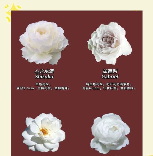 渐变月季的花语有何独特之处？