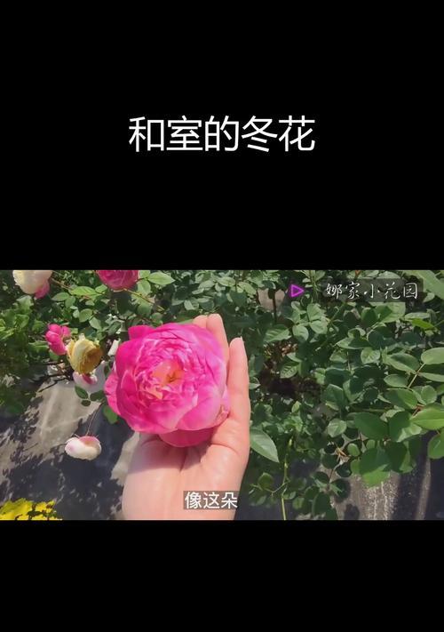 渐变月季的花语有何独特之处？