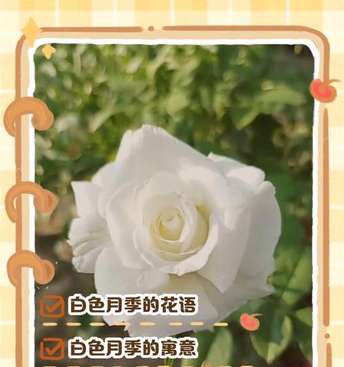 渐变月季的花语有何独特之处？