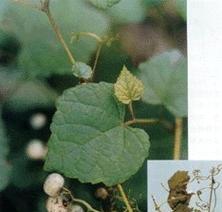爬山虎有什么药用价值？爬山虎的药用功效是什么？