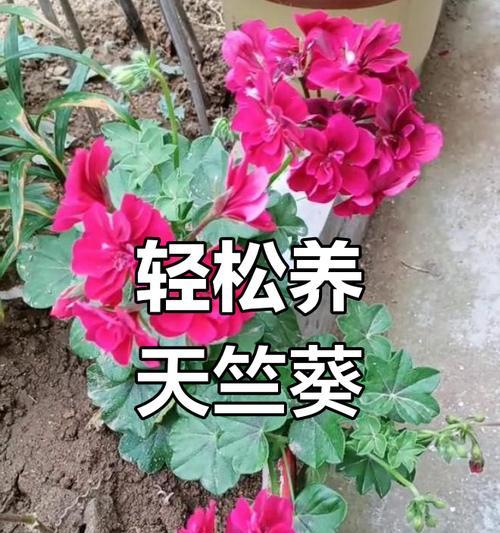 天竺葵怎么扦插？扦插的步骤和注意事项是什么？