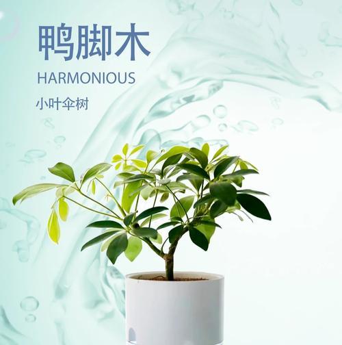鸭掌树修剪的最佳时机是什么时候？如何进行修剪？