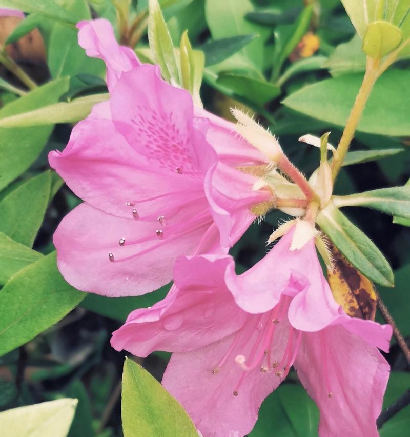 映山红代表什么？它的花语有哪些深层含义？