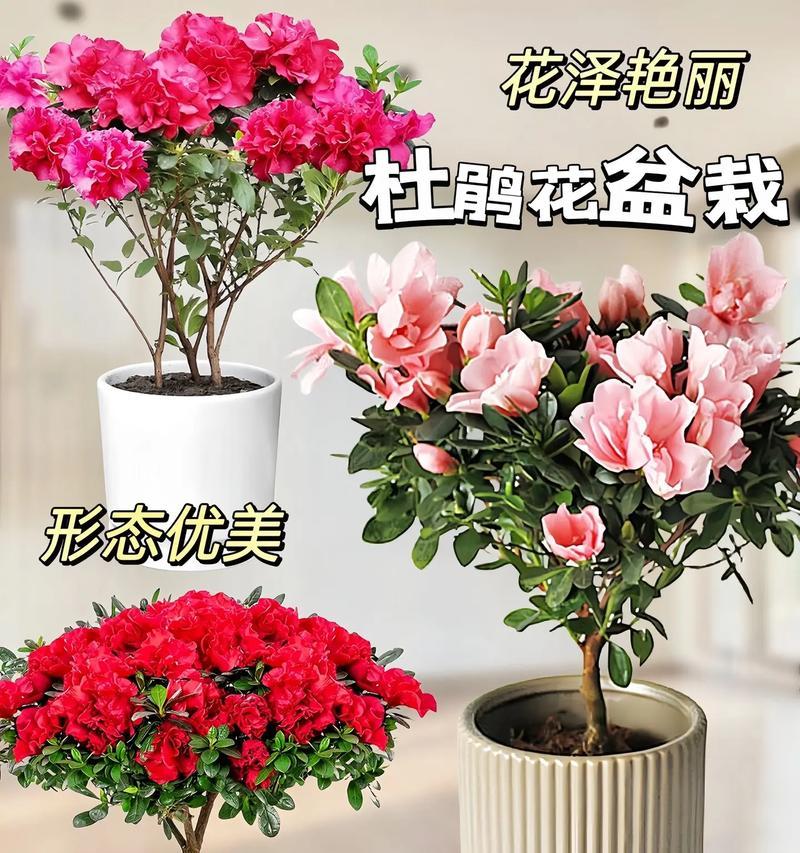 映山红代表什么？它的花语有哪些深层含义？