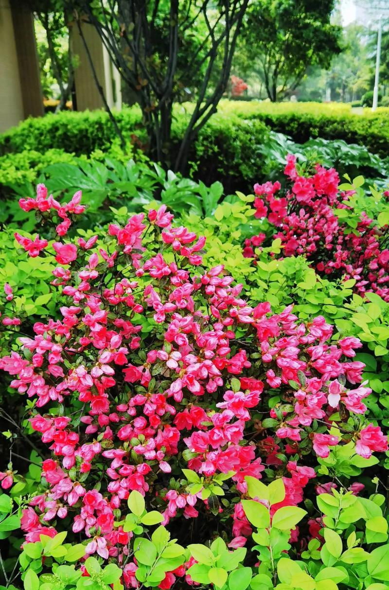 映山红代表什么？它的花语有哪些深层含义？
