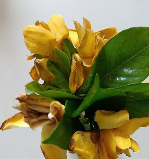 栀子花凋谢后如何进行管理？