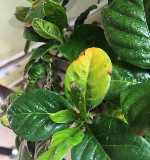 栀子花凋谢后如何进行管理？